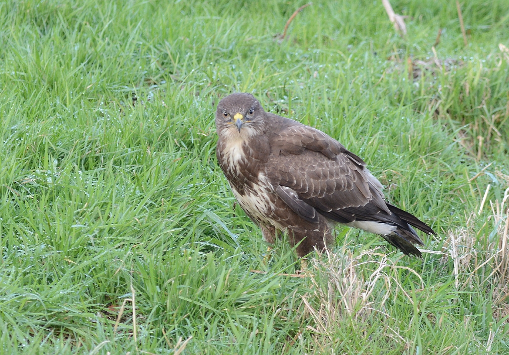 Buizerd